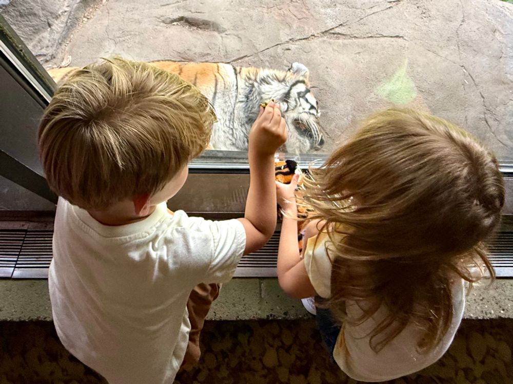 A boy and girl hovering over a sleeping tiger behind glass at Como Zoo. 