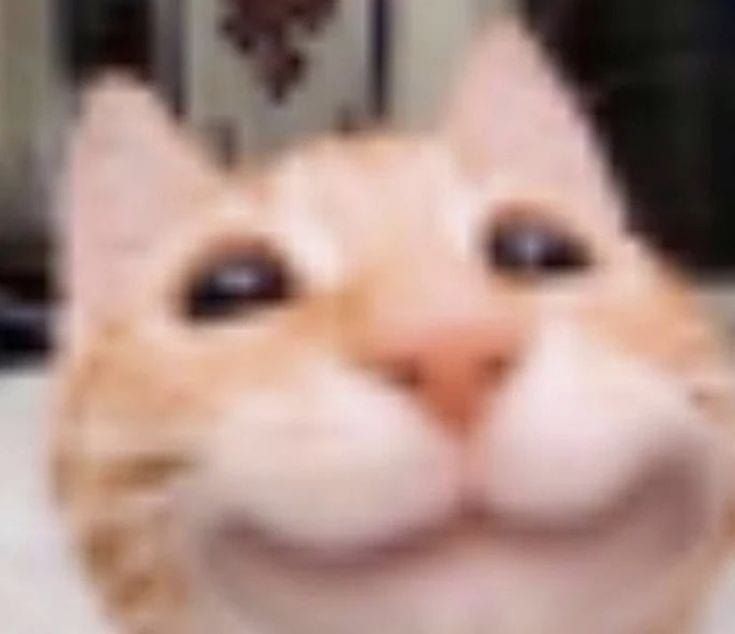 a cute cat smiling