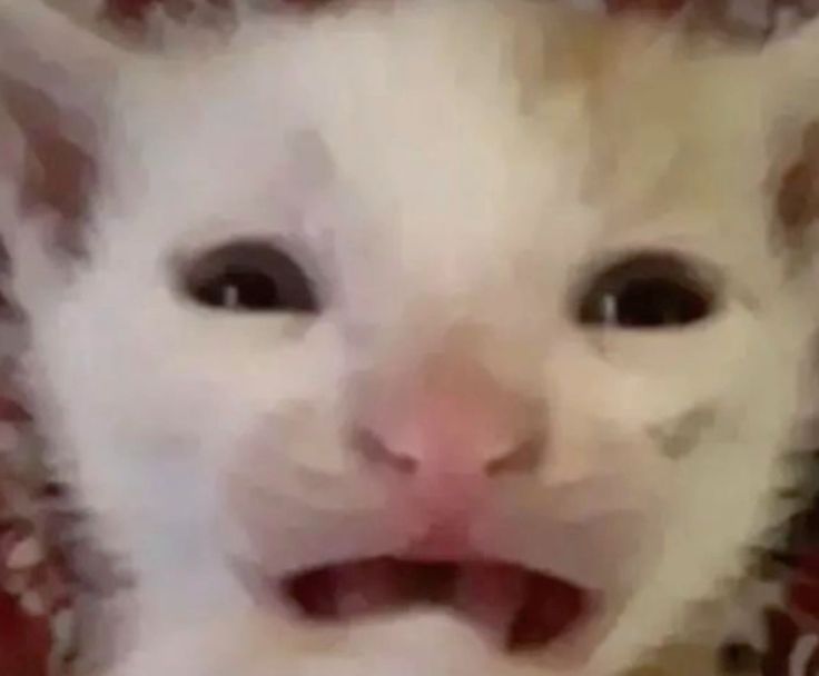 a cute cat smiling. nothing wrong with this one trust me