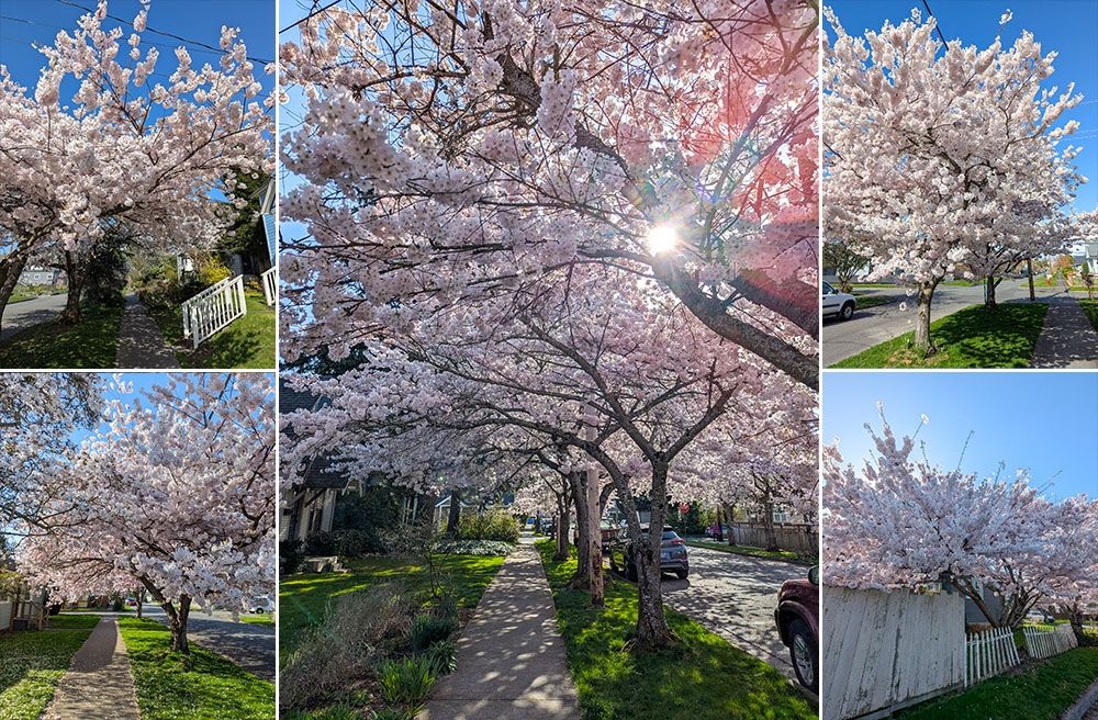 Cherry Blossoms in Bellingham, WA