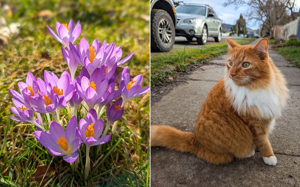 Crocus and kitty on a neighborhood walk today. 