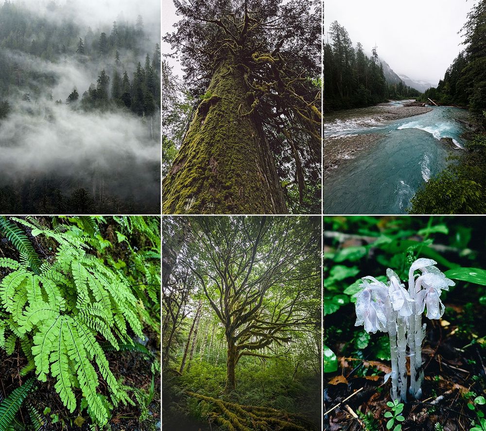 glacial blue Baker River, misty mountains, mossy trees, ferns, and Indian Pipes