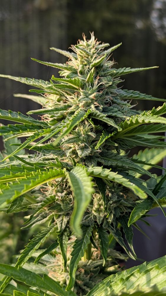 Eine vierte blühende Spitze einer Cannabispflanze, ebenfalls dicht bewachsen mit braunen Stempeln und weiß-goldbraunen Trichomen.