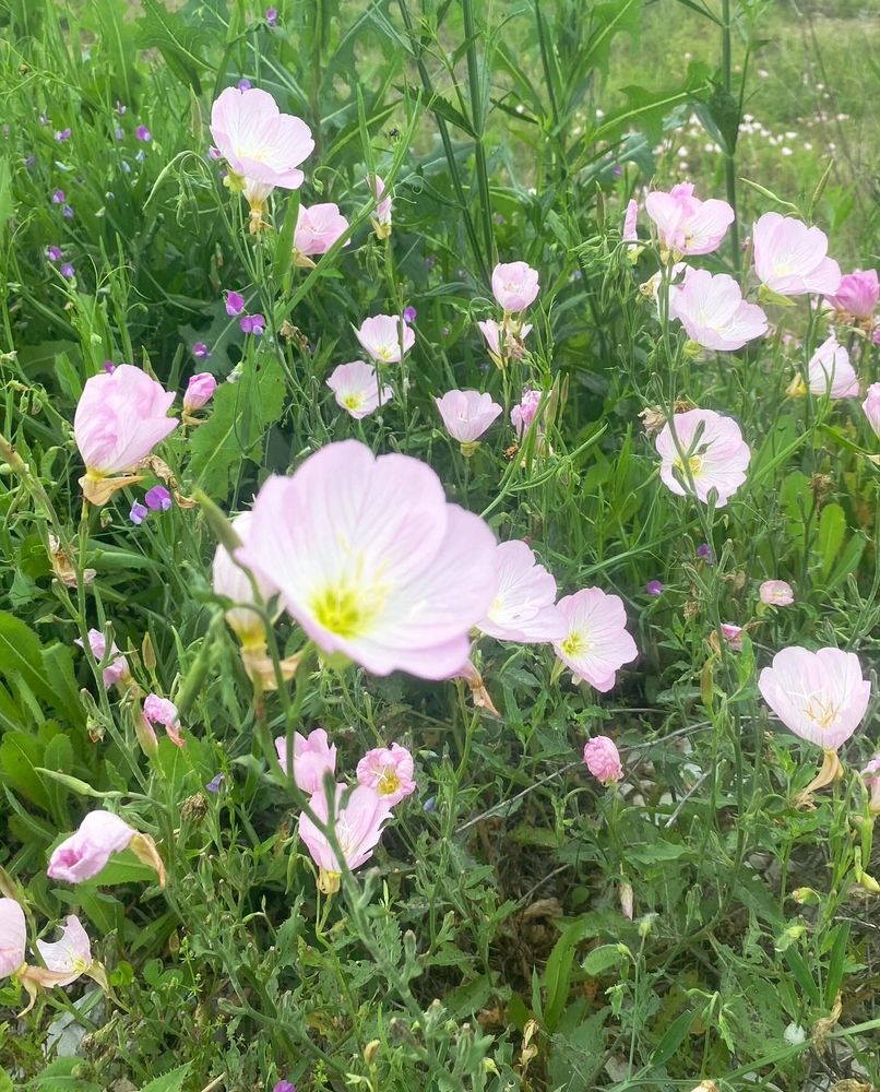 Many pinkladies (evening primrose) blooming in a field, with smaller purple sweetpea flowers mixed in.