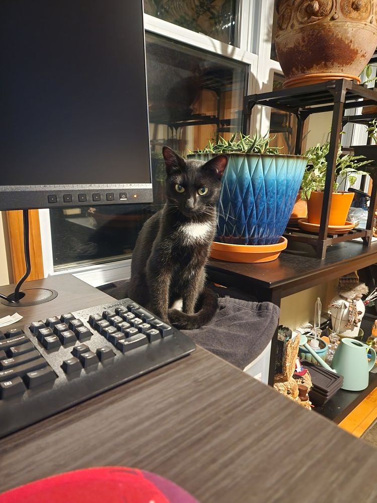 Black cat with white patch, sitting next to a computer desk and plants