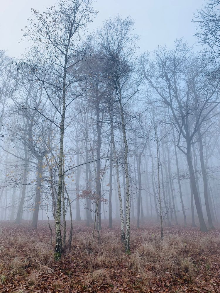 Picture shows misty forest during colder months with several birch trees standing in the foreground.