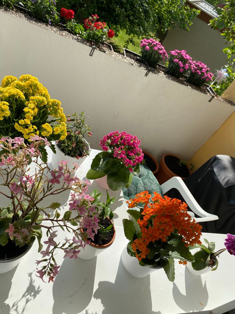 Masa üstünde saksılar içinde farklı çiçekler