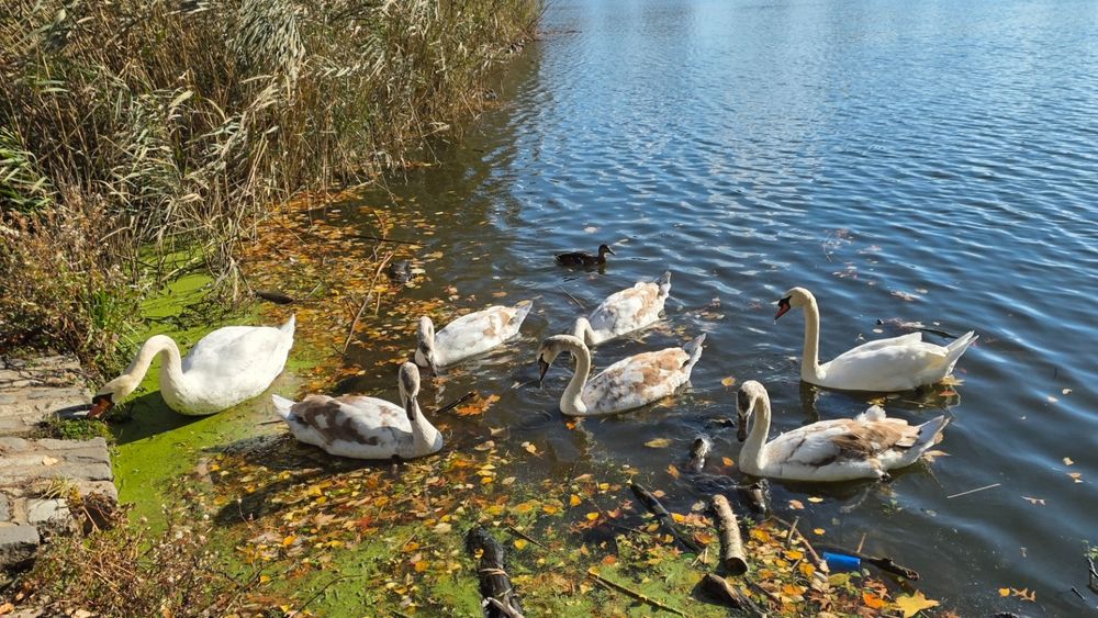 Swans on the shore of Prospect Park lake, 11/9/25