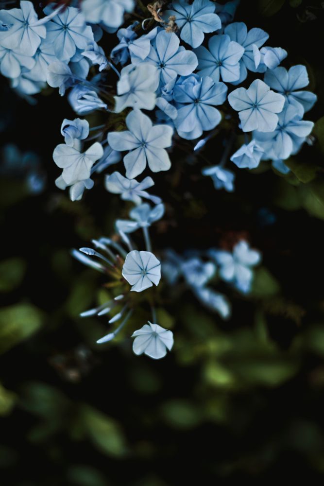 Lost in the soft focus of these delicate Plumbago blooms. The way the light catches each petal is a testament to nature's quiet artistry