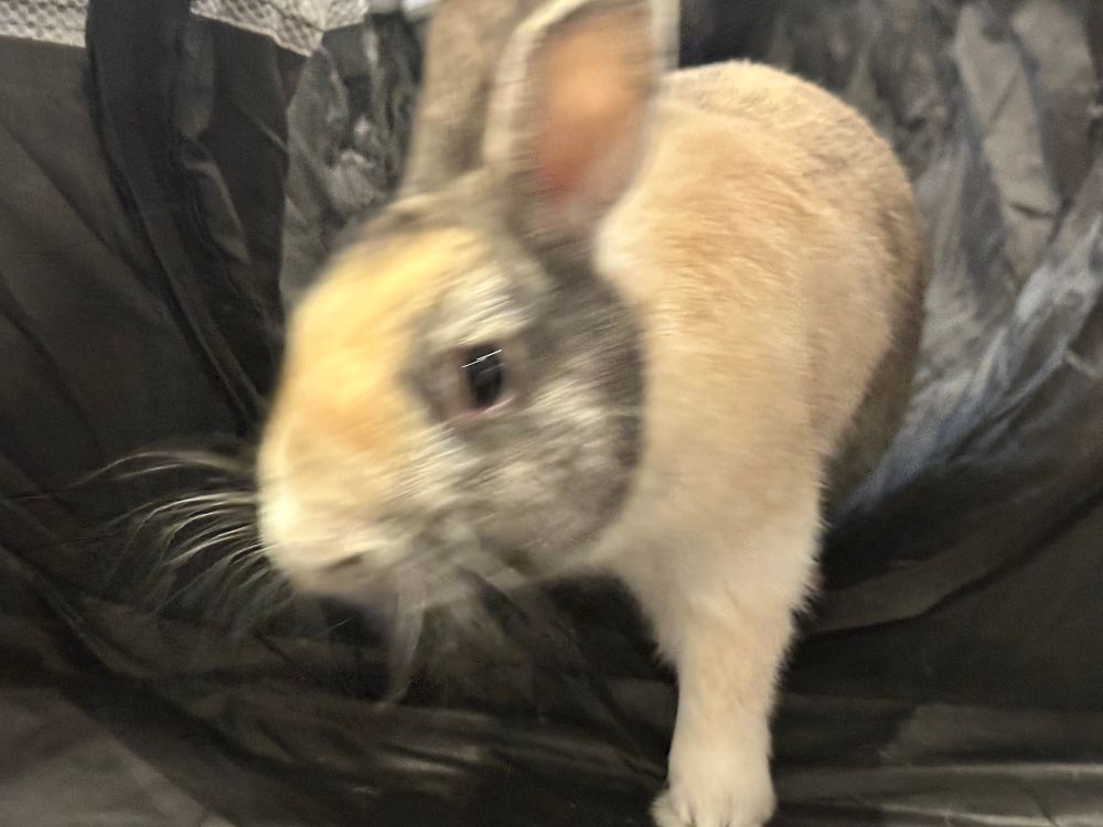 A beige, white, and blonde bunny in a tube