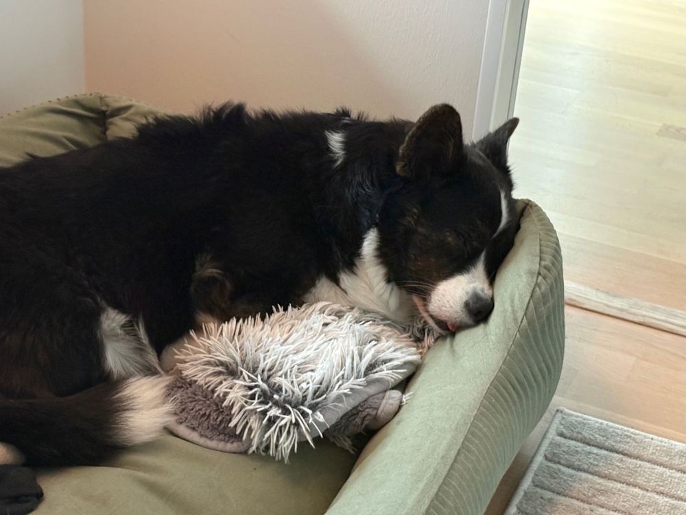A black and white corgi cardigan sleeping with her head against the rim of her dog bed, tongue out.