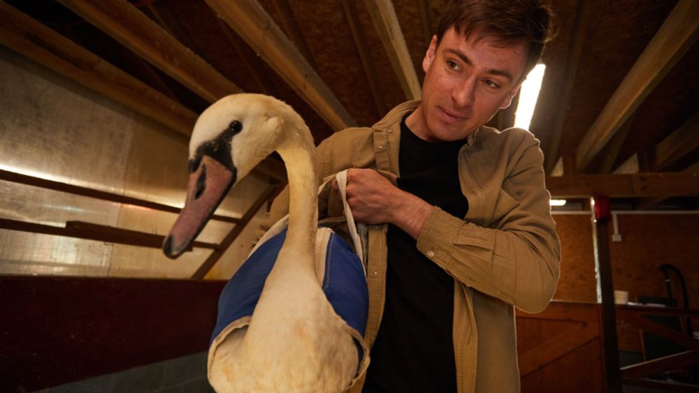 Swans cause chaos on rail lines, so I learnt how they catch them