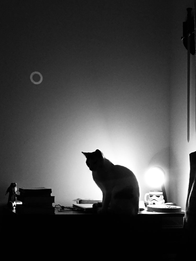 Fotografia em preto e branco. A silhueta de um gato olhando para baixo aparece contra uma parede branca. O gato observa e repousa sobre uma mesa, que sustenta uma entropia com alguma organização: livros empilhados, um notebook e uma caneca — em formato de capacete de Stormtrooper — abaixo de uma luminária emitindo uma forte luz branca, a qual preenche o ambiente com escuridão e recortes de sombra.