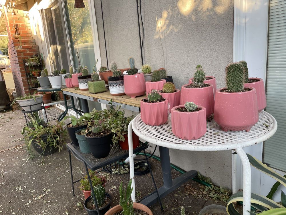 Just one small corner of my cactus and succulents.