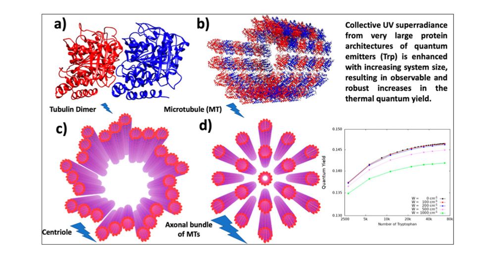 Ultraviolet Superradiance from Mega-Networks of Tryptophan in Biological Architectures