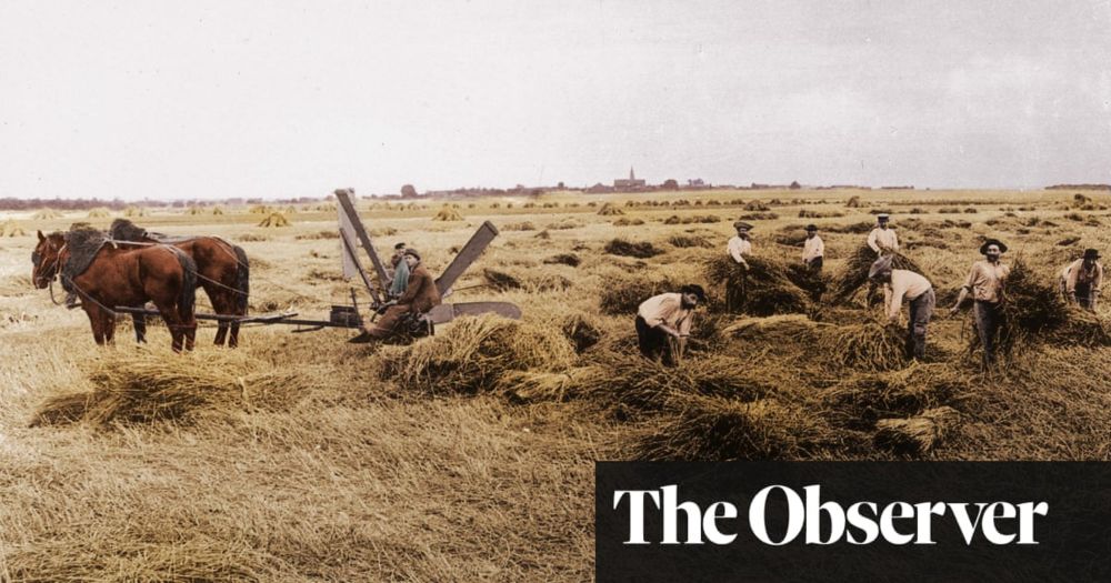 ‘Goldmine’ collection of wheat from 100 years ago may help feed the world, scientists say