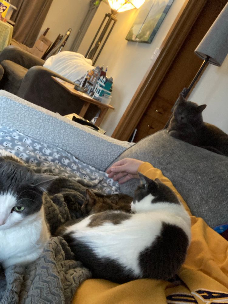 Four cats hanging out on the couch.