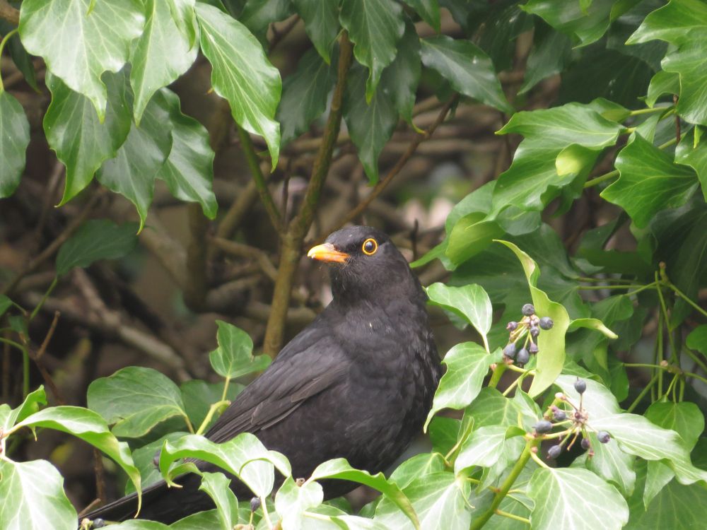 male Blackbird in a bush