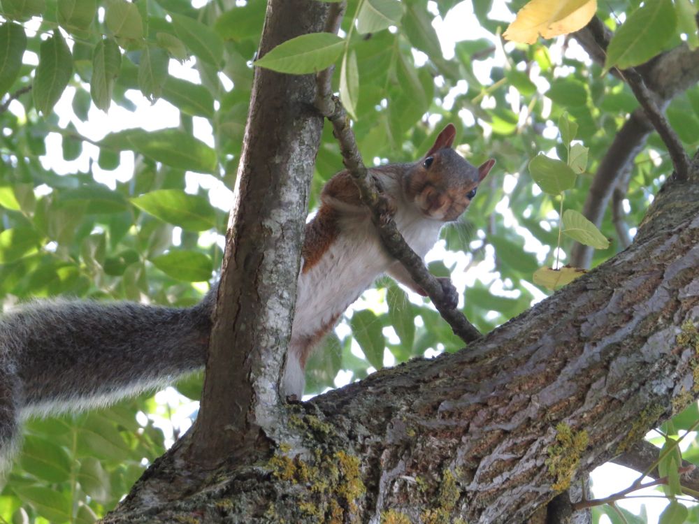 a grey squirrel looking down from high up in a tree