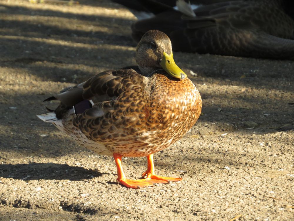 a very round looking duck