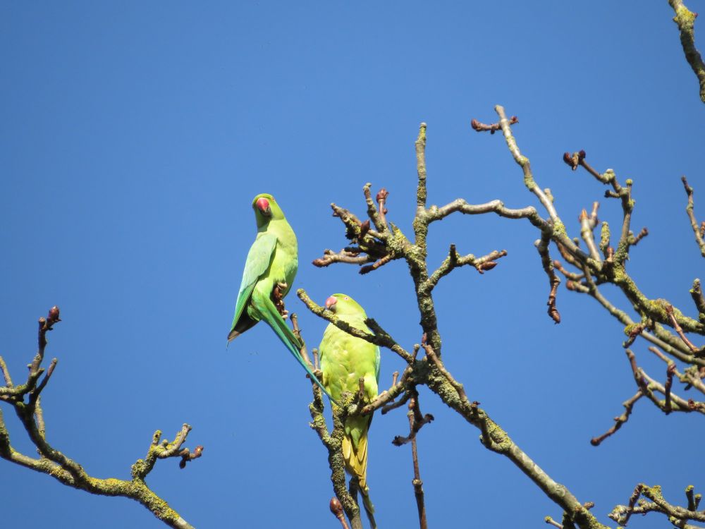 green Parakeets in a tree