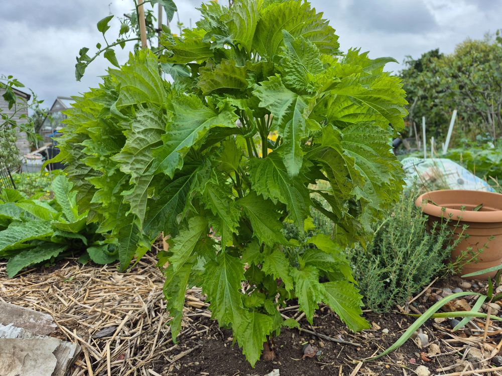 large leaved herb growing in the ground