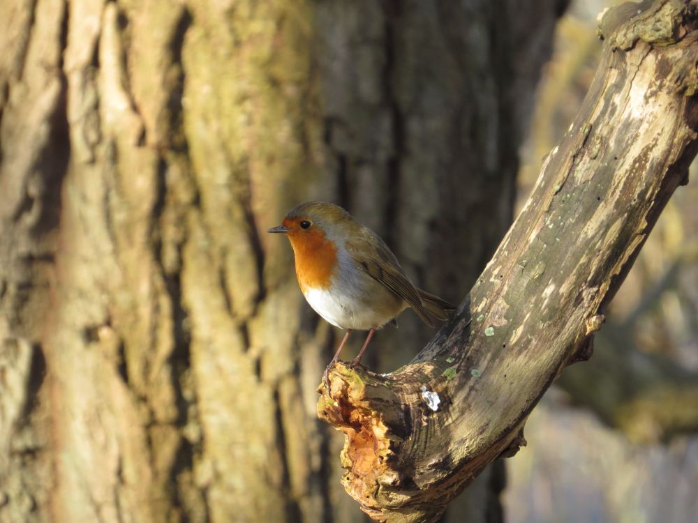 a Robin perched on the tip of a branch