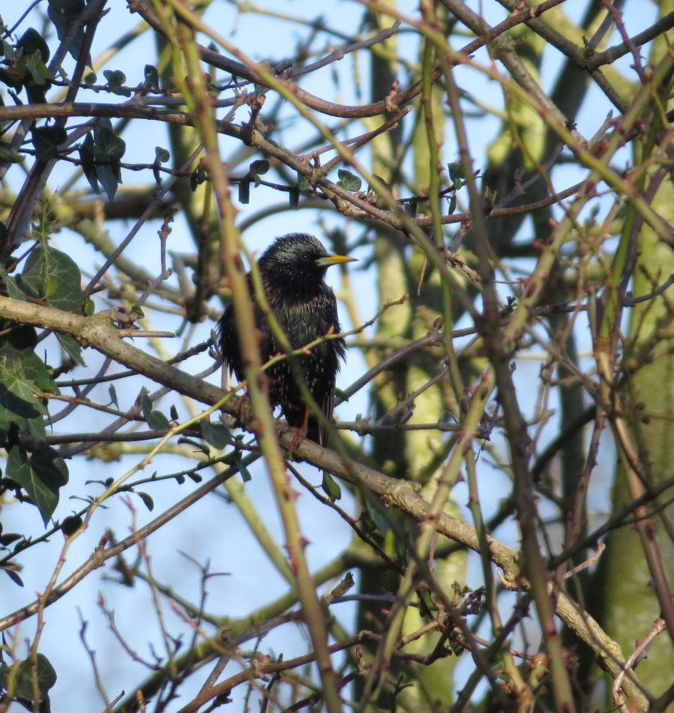 fluffy Starling in a tree