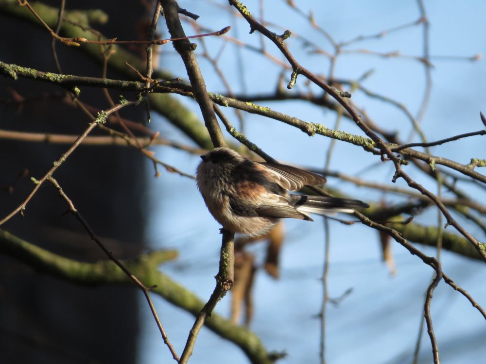 fluffed up feathers, small round multicoloured bird in a tree