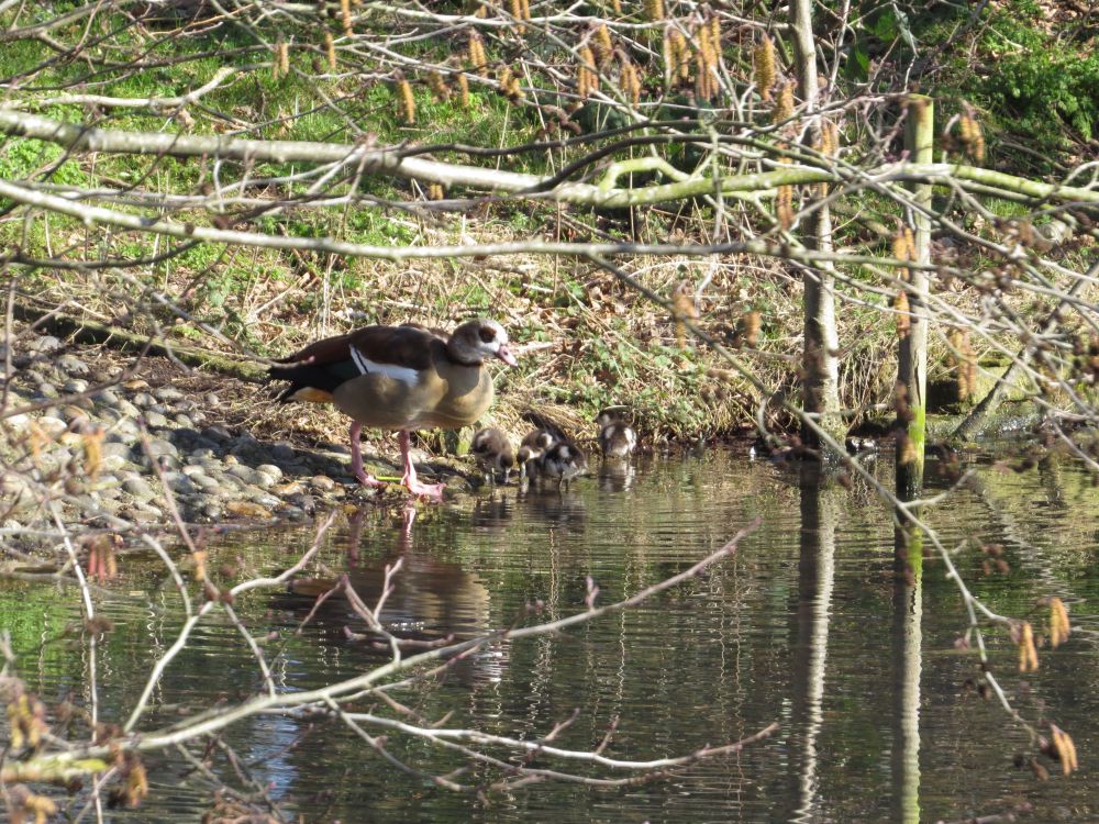 egyptian goose and chicks at the pond