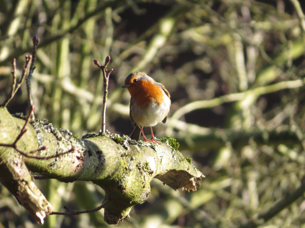 a Robin on a branch looking towards the camera