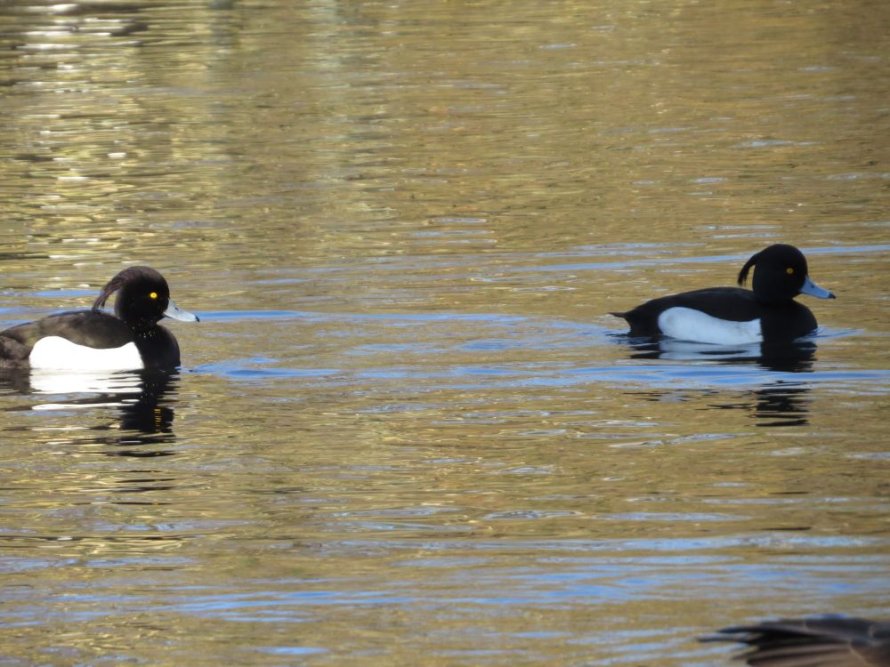 2 black and white ducks on a pond