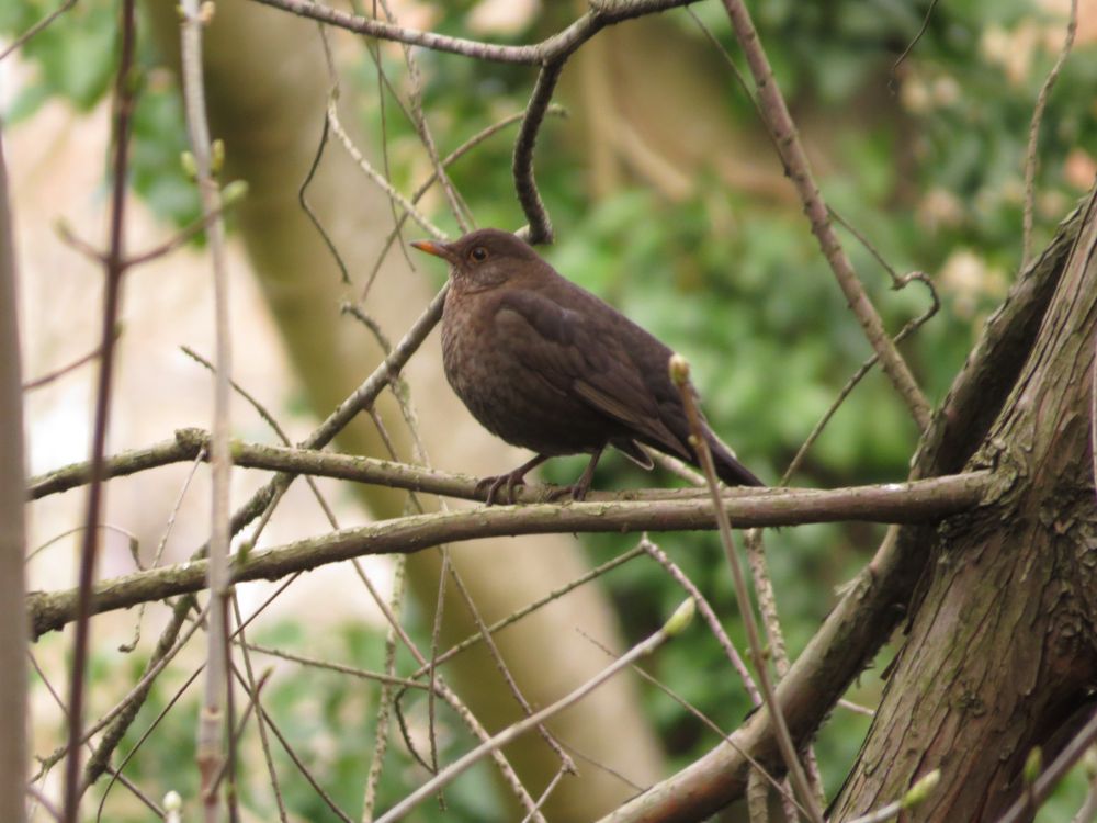 female Blackbird on a branch