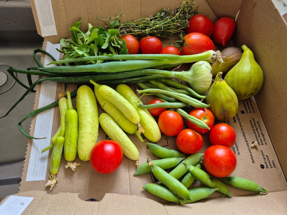 small cucumbers, some pea pods, some french beans, 2 spring onions, some tomatoes, few sprigs of herbs and lambs lettuce, 2 figs in a cardboard box