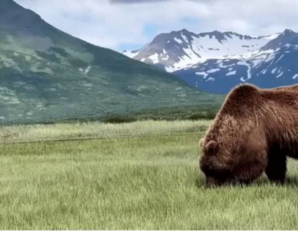 a large brown bear is eating grass in a field with mountains in the background