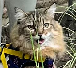 The happiest cat
