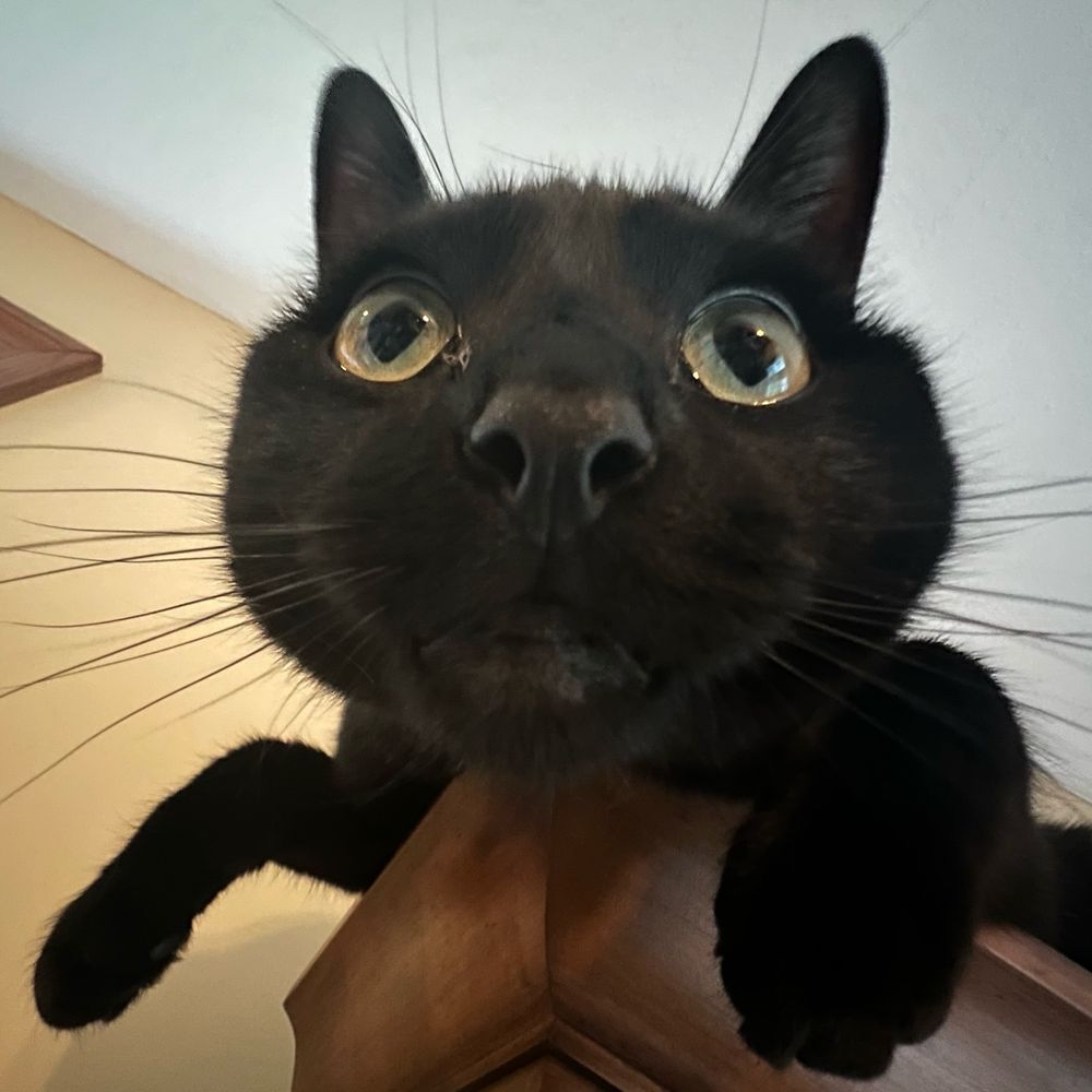 close up photo of a black cat 
