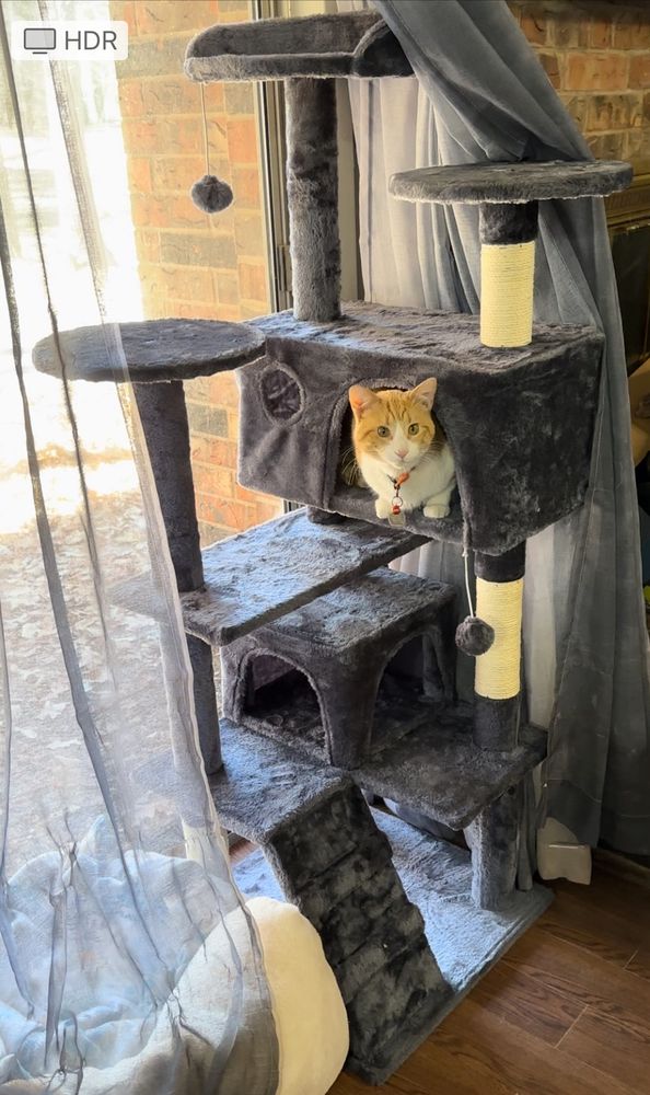 Orange and white cat sitting in cat tree next to window.