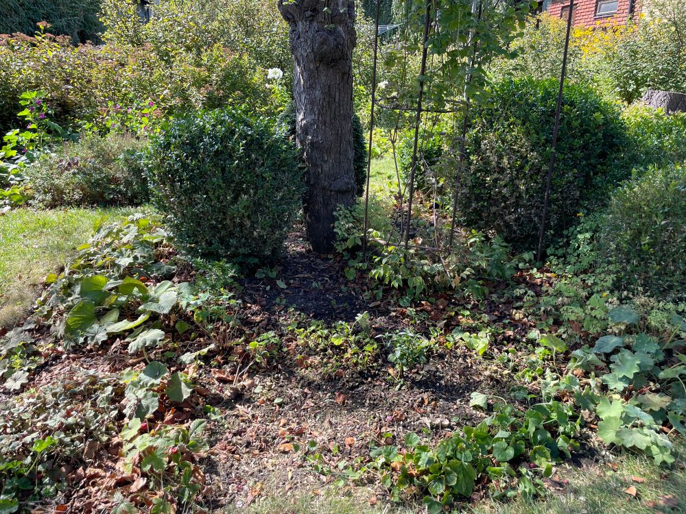 Buxbomskloten är borttagna. I bakgrunden står några kvar. På den tomma platsen finns en idegranplanta ca 15cm, ett idegransskott på ca 3cm och en ligusterplanta ca 15cm. Självsådda plantor jag hittat i trädgården.