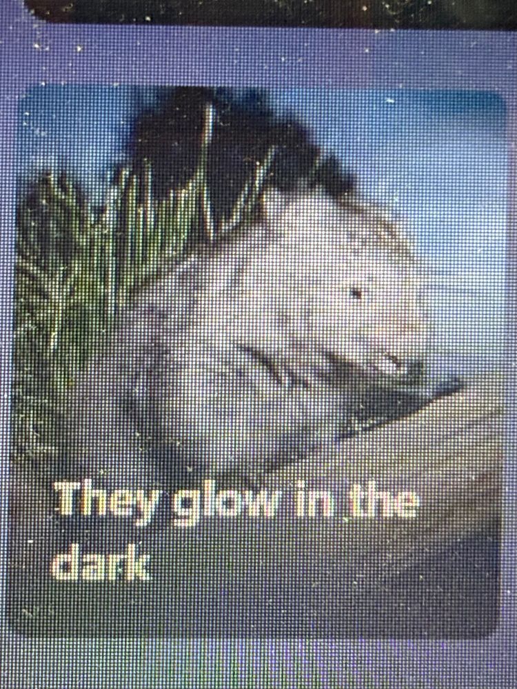 Picture of a Wombat captioned with, “They glow in the dark”.