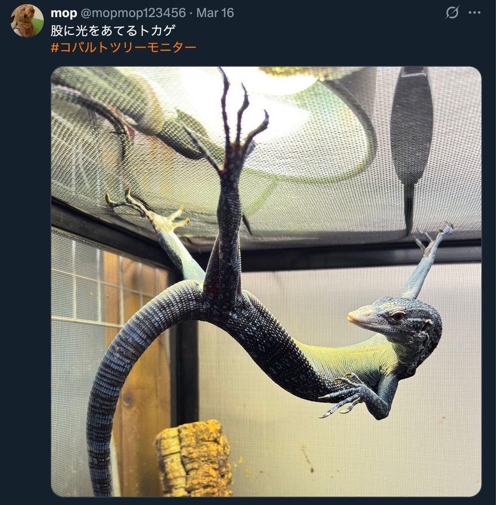 Screenshot of a Twitter post by (at) mop mop 1 2 3 4 5 6. Their pet lizard is clinging onto the ceiling of its cage, with a light shining on its lower belly.