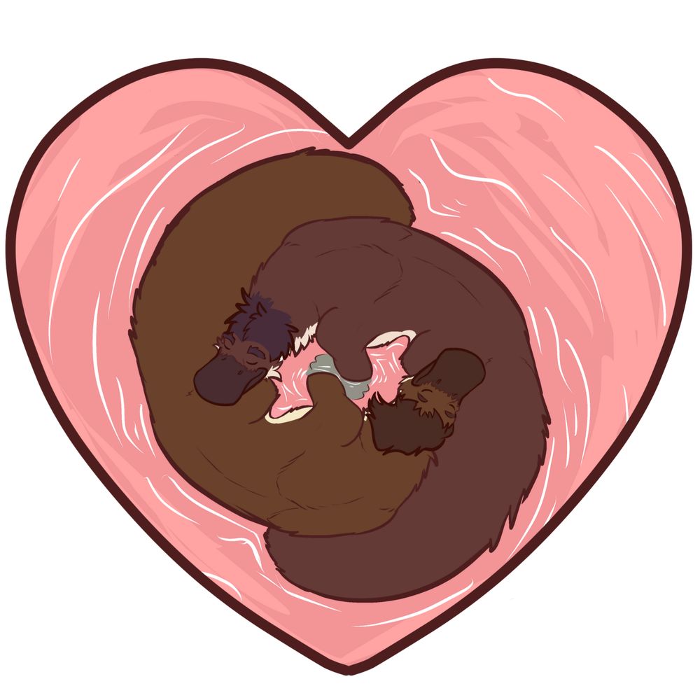 Two anthropomorphic platypuses are swimming together, cuddling in a sort of "donut" shape, resting their bills on each other's haunches.