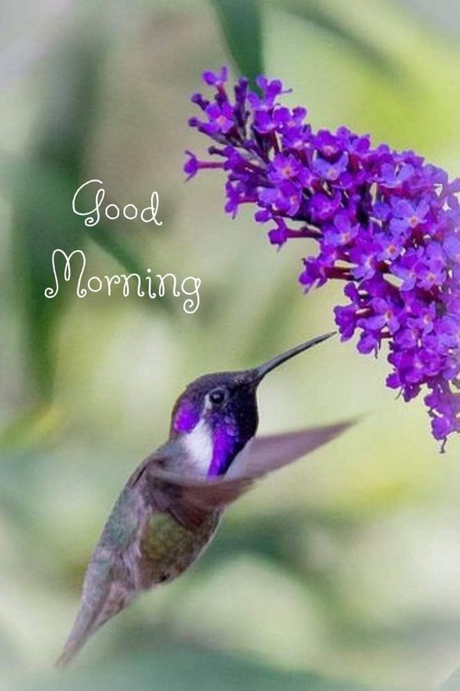 Comment image