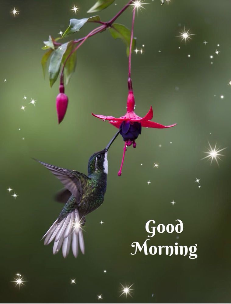 Comment image