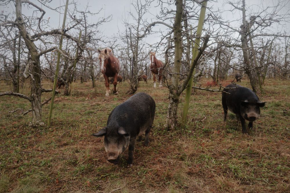 Pigs and draft horses emerging from a foggy fruit orchard. 