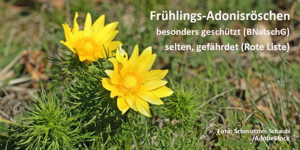 
Sowohl von seiner Gesamtverbreitung als auch von seiner Ökologie ist das Frühlings-Adonisröschen eine echte Steppenpflanze. Es dürfte schon am Ende der Eiszeit von Osten her nach Mitteleuropa eingewandert sein. Heute beschränkt sich seine Verbreitung in Deutschland auf klimatisch besonders trockene Hügellagen mit Lösslehm-, Gips- oder Sandböden im Regenschatten der Mittelgebirge. Dort wächst es in Trockenrasen und im Saum lückiger Kiefernwälder. 

Die größten Vorkommen gibt es im subkontinental getönten Harzvorland und im Thüringer Becken. Weitere kleinere Teilareale existieren beispielsweise im Oberrheintiefland, in Mainfranken und im Odertal. Die Art hat also in Deutschland nur eine begrenzte Verbreitung und ist insgesamt selten. 

Da die Bestände zudem in den vergangenen Jahrzehnten rückläufig sind, gilt sie in Deutschland als gefährdet (Rote-Liste-Kategorie 3). Nach dem Bundesnaturschutzgesetz (BNatSchG) ist das Frühlings-Adonisröschen außerdem „besonders geschützt“.