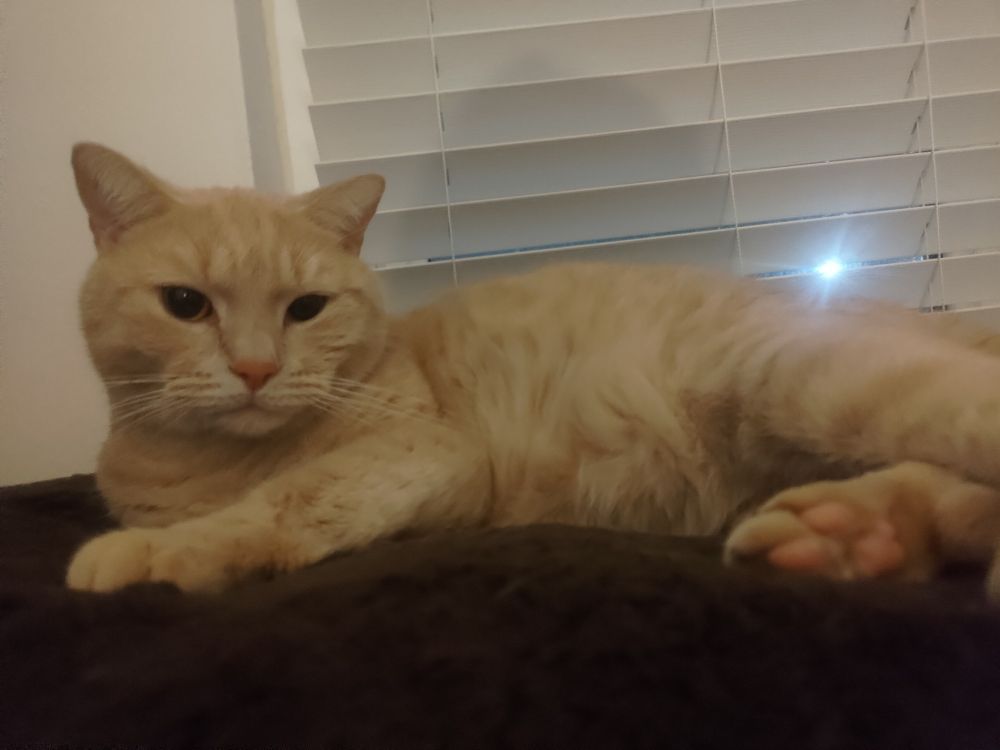 A cat. His name is Patrick