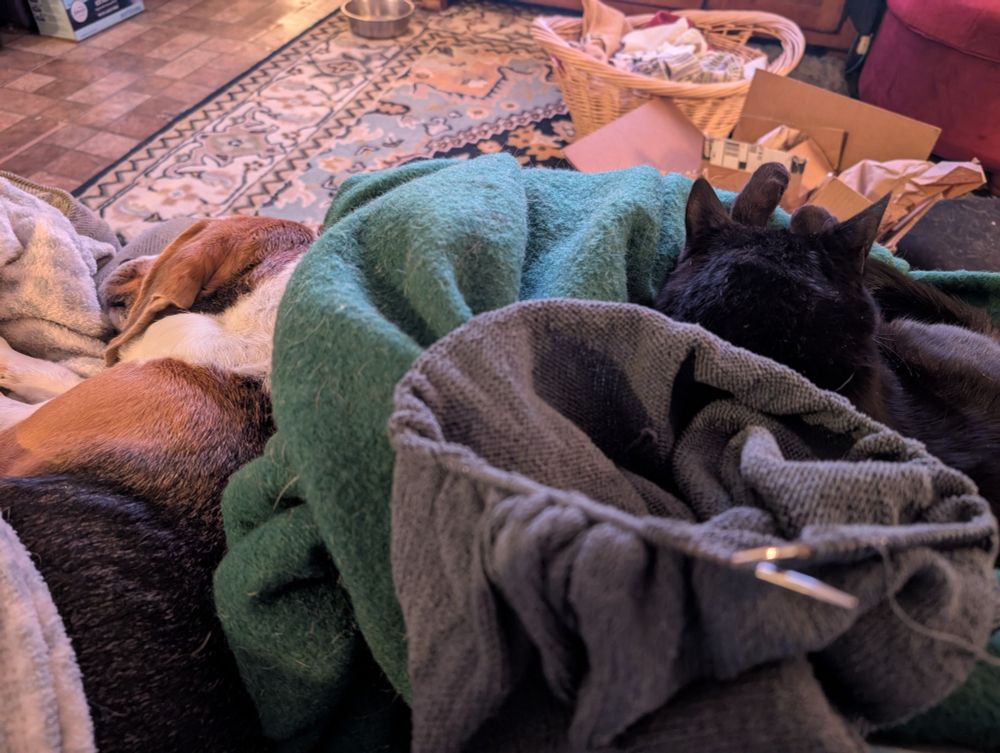 A black cat sits on a green blanket on my lap with a beagle dog nestled against my legs.  On top sits a knitting project.