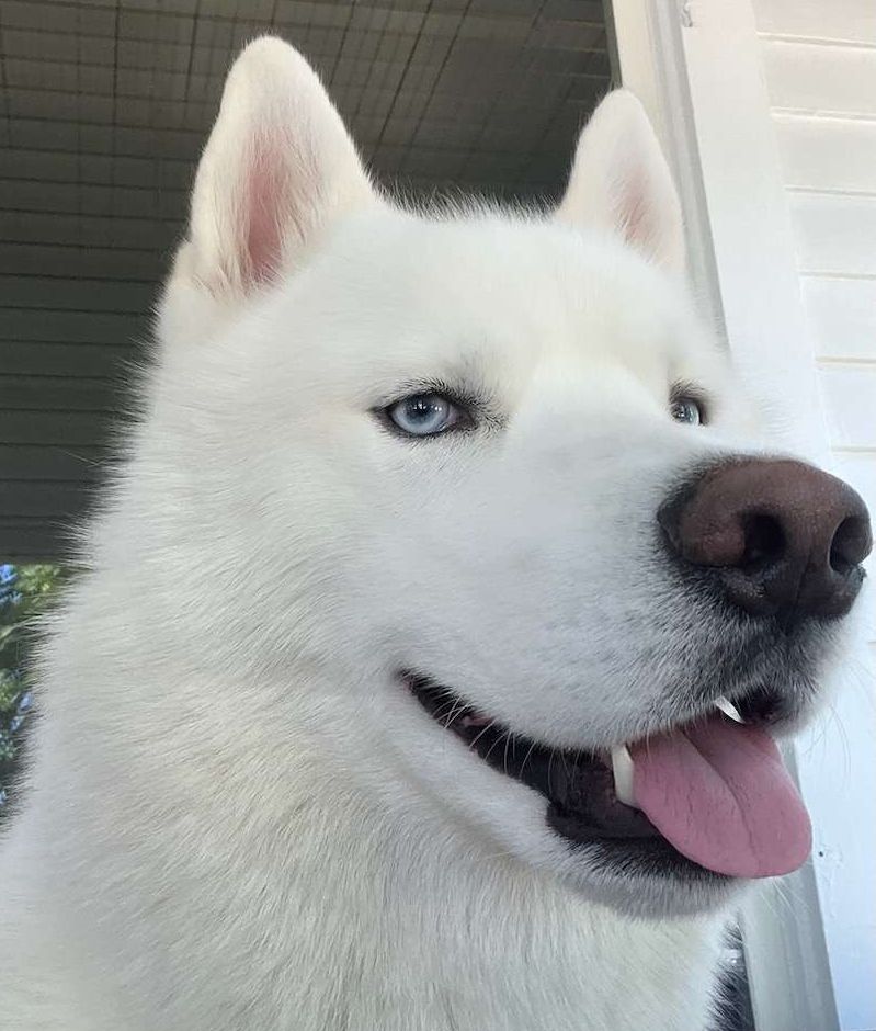 Image of Bishop, xB's dog that passed away on February 21st 2024.