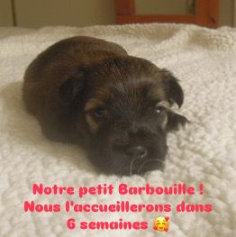 Notre petit Barbouille ! Nous l'accueillerons dans 6 semaines.